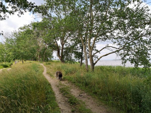 Ein Hund geht auf einem Wanderweg an einem Schilfgürtel entlang.