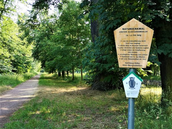 Eine Allee mit einer Infotafel, die erklärt, dass die Allee historisch ist und als Zufahrt zum Schloss Luisium diente.