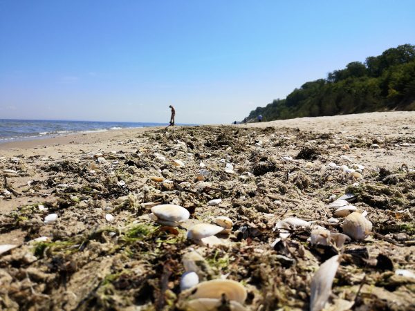 Muscheln am Strand.