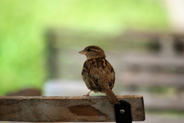 Ein Spatz sitzt auf einer Stuhllehne.