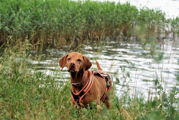 Ein Hund steht in einem See zwischen Schilf.