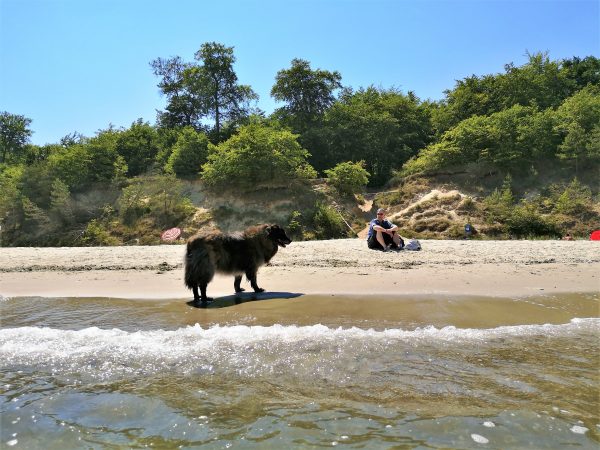 Ein Mann und sein Hund am Strand.