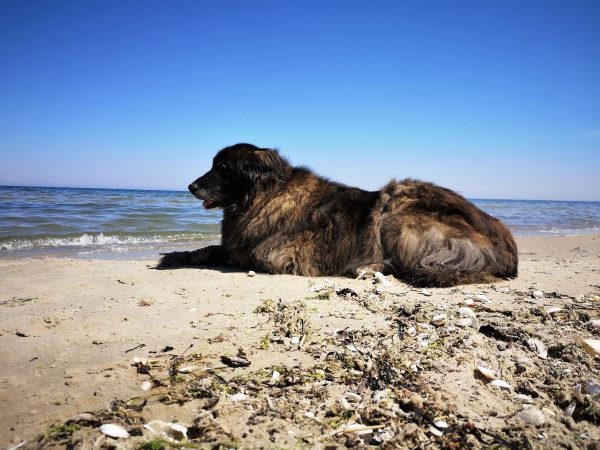 Ein Hund liegt am Strand.