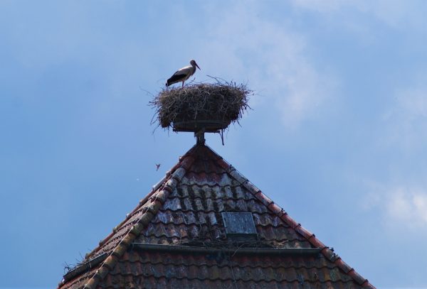 Ein Storch in seinem Nest auf einem Hausdach.