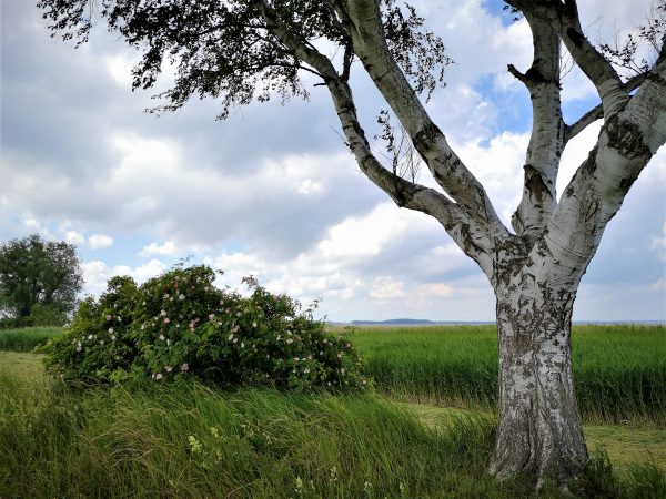 Eine alte Birke und ein Wildrosenbusch stehen an einem Wanderweg.