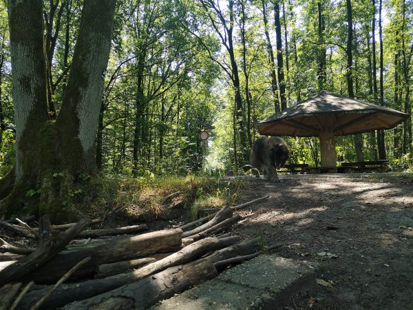 Ein Hund geht durch den Wald, vorbei an einem Regenunterstand.