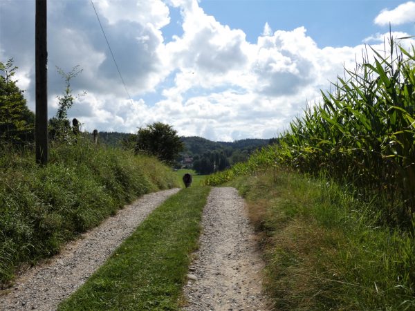 Ein Hund geht auf einem Feldweg in der Sonne.