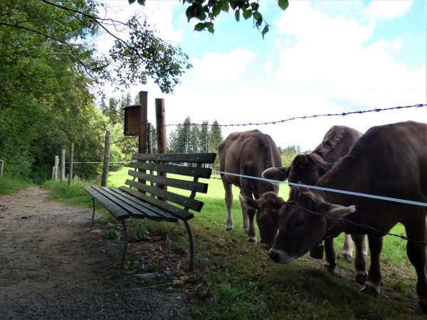 Kühe stehen neben einer Bank.