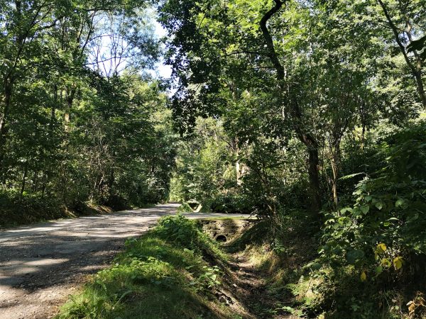 Ein Weg führt durch einen Wald, vorbei an einem Wassergraben.