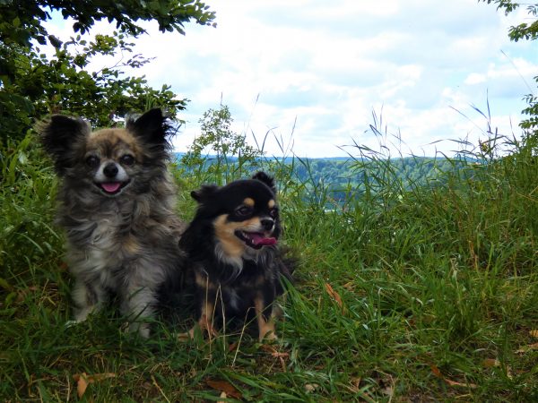 Zwei kleine Hunde sitzen auf einer Wiese.
