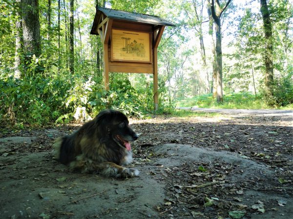 Ein großer, pelziger Hund macht Pause in einem Wald.