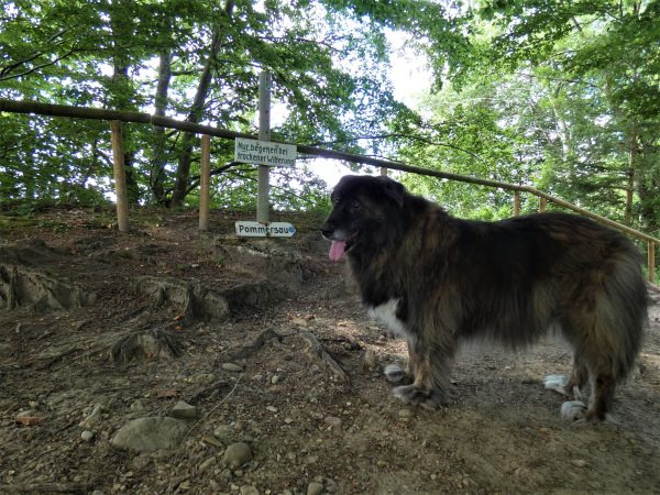 Ein Hund steht im Wald an einem Warnschild, das davor warnt, auf feuchtem Untergrund auf diesem Weg hinabzusteigen.