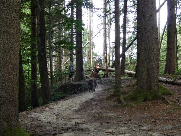 Ein Mann und sein Hund gehen durch den Wald.