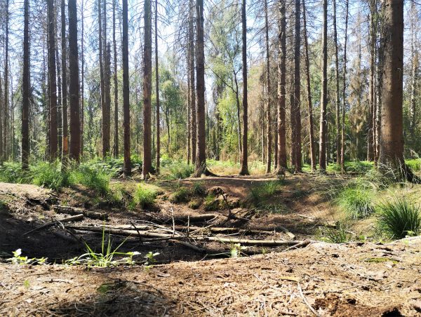 Ein ausgetrockneter Tümpel in einem Wald.