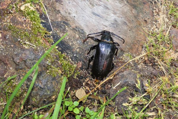 Ein großer dunkler Käfer sitzt auf einem Holzstamm.