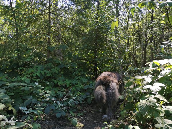Ein Hund läuft durch Unterholz.
