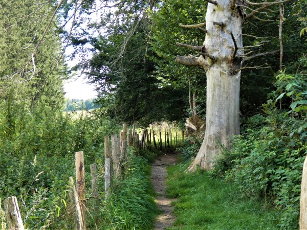 Ein Wanderweg verläuft zwischen Wald und Weide.