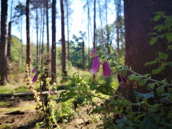 Ein Fingerhut blüht in pink in einem Waldstück.