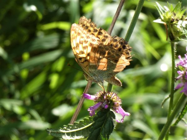 Ein ornge-brauner Schmetterling sitzt auf einer Wildblume.