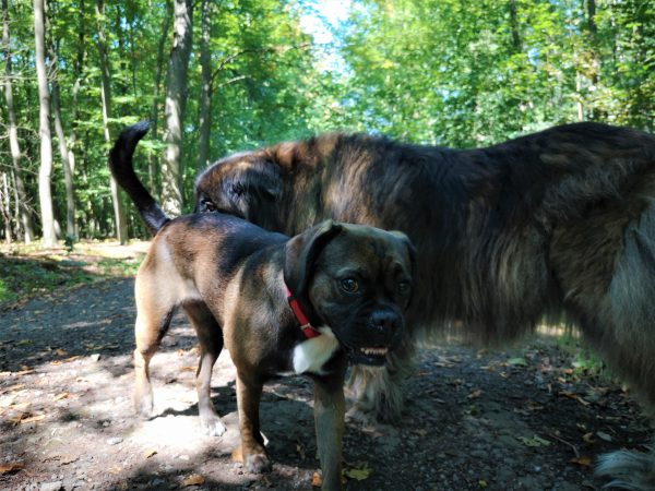 Zwei Hunde beschnuppern sich freundlich im Wald.