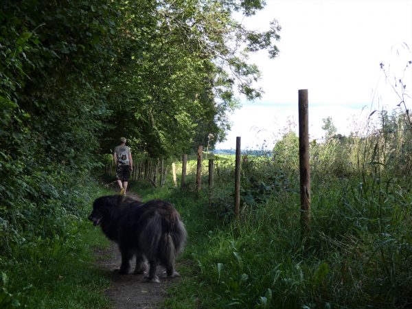 Ein Mann und ein Hund gehen an einer Weide entlang.