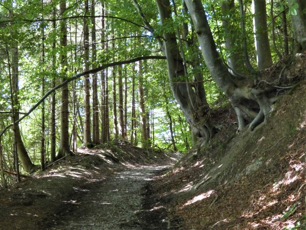 Ein Waldweg, vom Sonnenlicht gesprenkelt.