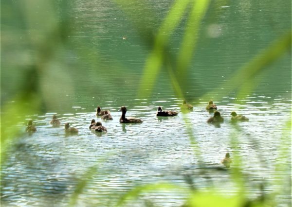 Eine Entenfamilie ist auf einem Fluss unterwegs.