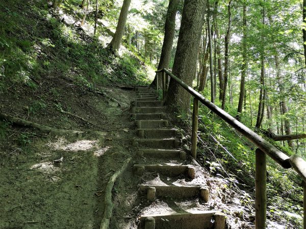 Eine rohe Treppe führt einen Waldhang hinauf.