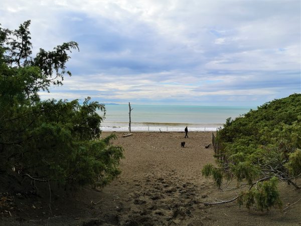 Ein Mann und sein Hund an einem Strand.