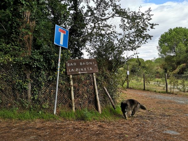 Ein Hund steht am Waldrand.