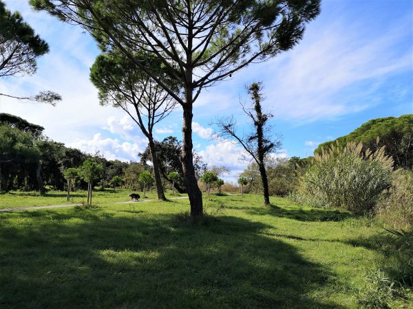 Ein Hund läuft unter Pinien entlang.