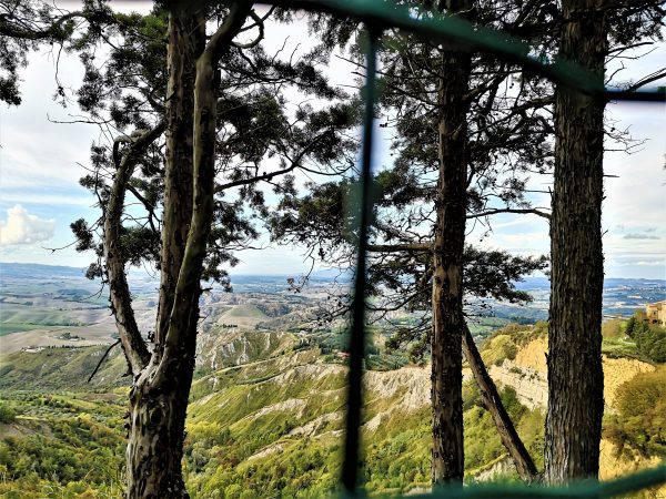Bäume stehen an einer Hangkante vor einer Hügellandschaft.