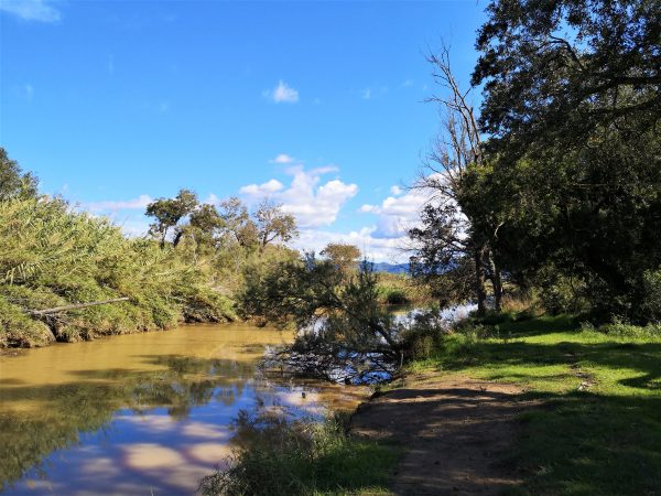 Ein Fluss fließt unter Pinien dahin.
