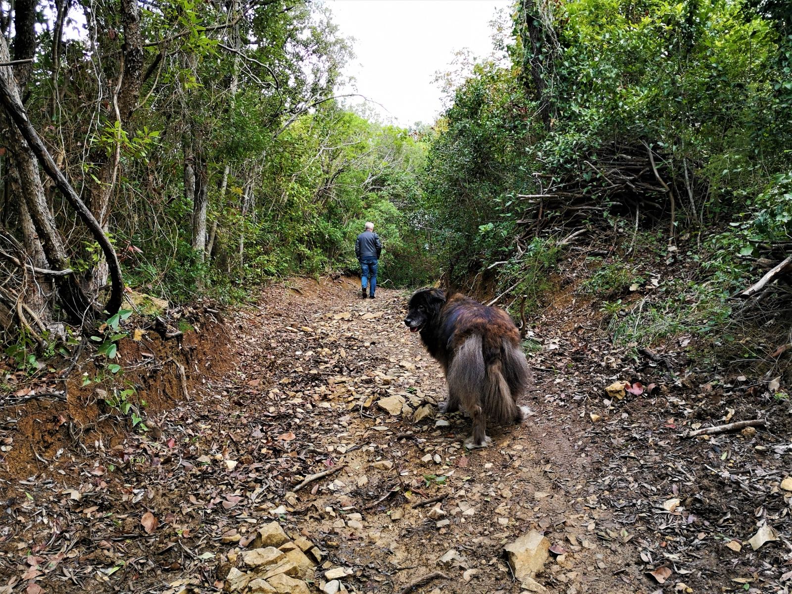 Ein Mann und sein Hund laufen durch einen Wad.