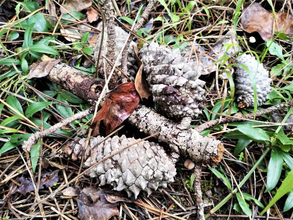 Pinienzapfen liegen auf dem Waldboden.