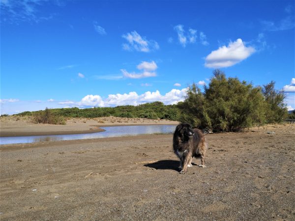 Ein Hund steht am Strand neben einem Fluss, der ins Meer mündet.