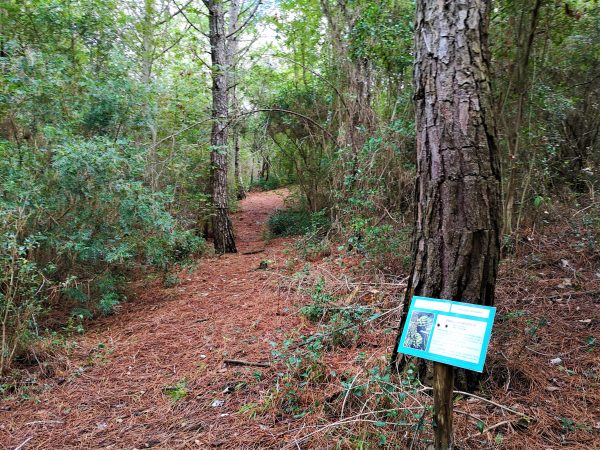 Ein schmaler Lehrpfad führt durch den Wald.