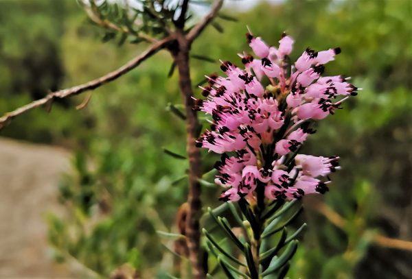 Heide in der Blüte.