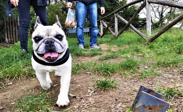 Eine kleine freundliche Bulldogge läuft auf den Betracher zu.