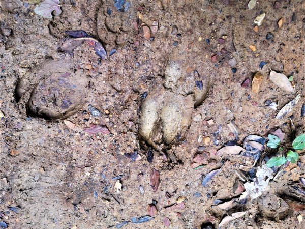 Wildschweinspuren im Matsch.