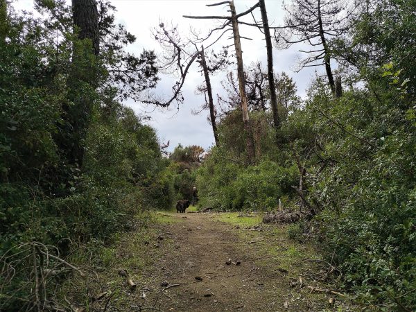Ein Mann und sein Hund gehen durch einen Pinienwald.