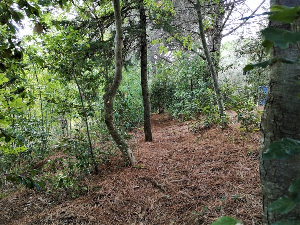 Ein schmaler Pfad, mit Nadeln bedeckt, schlängelt sich durch einen lichten Wald.