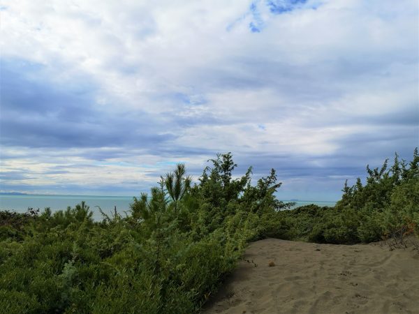 Eine Düne mit Wachholderbüschen.