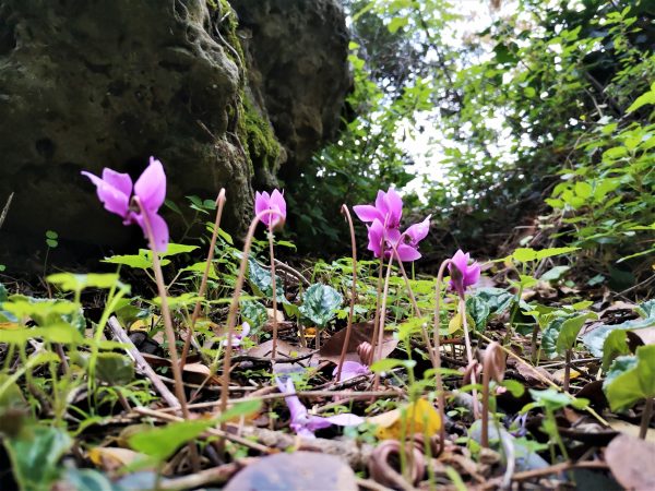Wilde Alpenveilchen blühen zwischen alten Mauern.