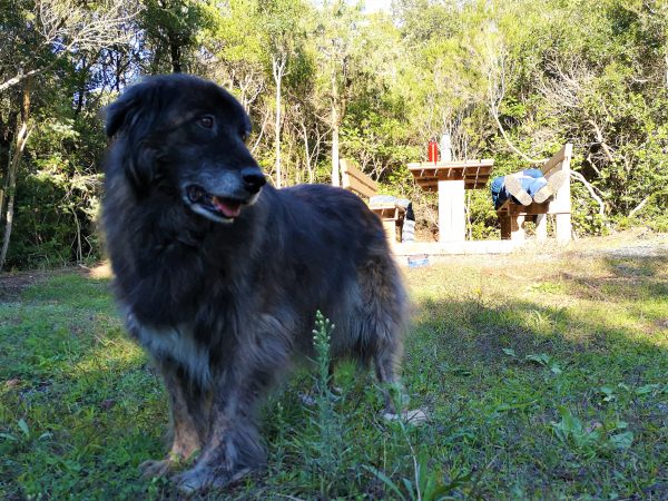 Ein Hund steht an einem Picknickplatz. Sein Herrchen sonnt sich auf der Holzbank.