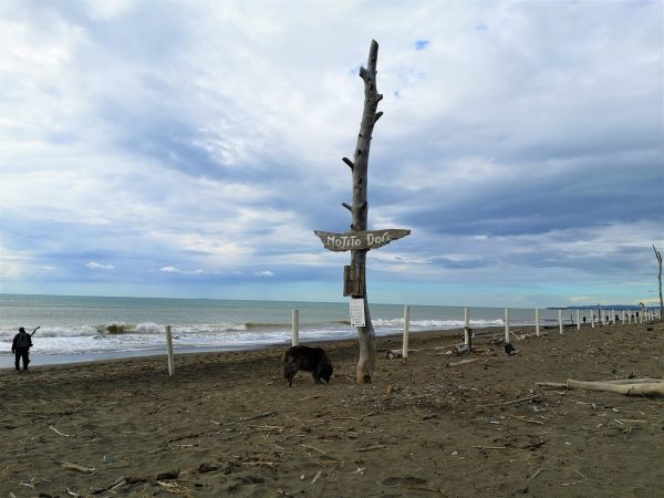 Ein Hund steht am Strand.