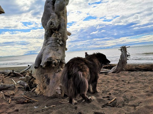 Ein Hund steht am Strand neben einem knorrigen Totholzstamm.