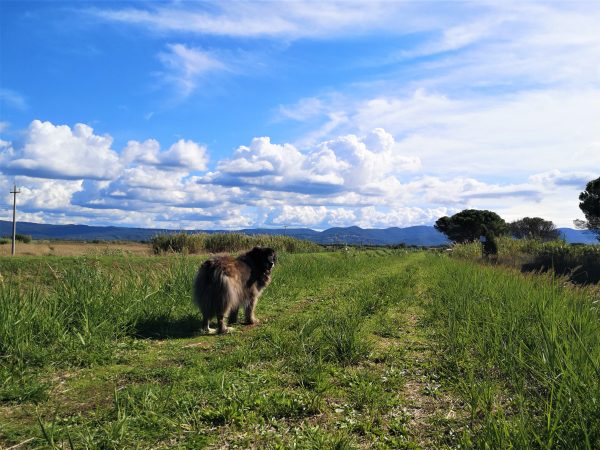 Ein Hund steht auf einem Treidelpfad an einem Kanal in der Toskana.