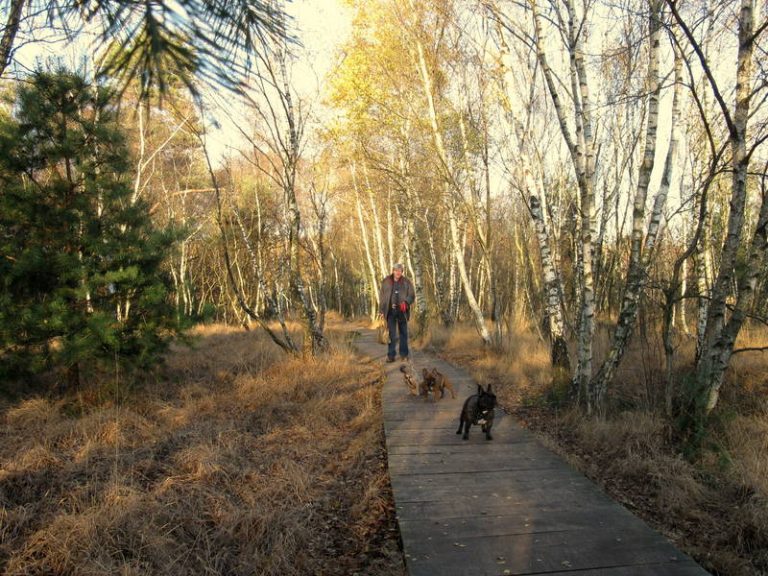 Wandern mit Hund Im Venner Moor