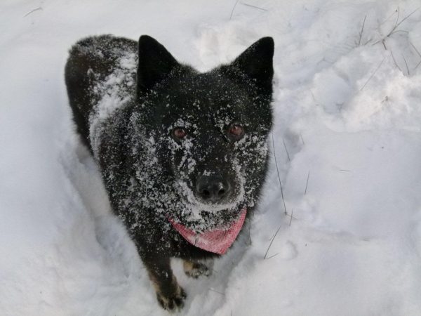 Ein mittelgroßer schwarzer Hund steht im Schnee und blickt nach oben.